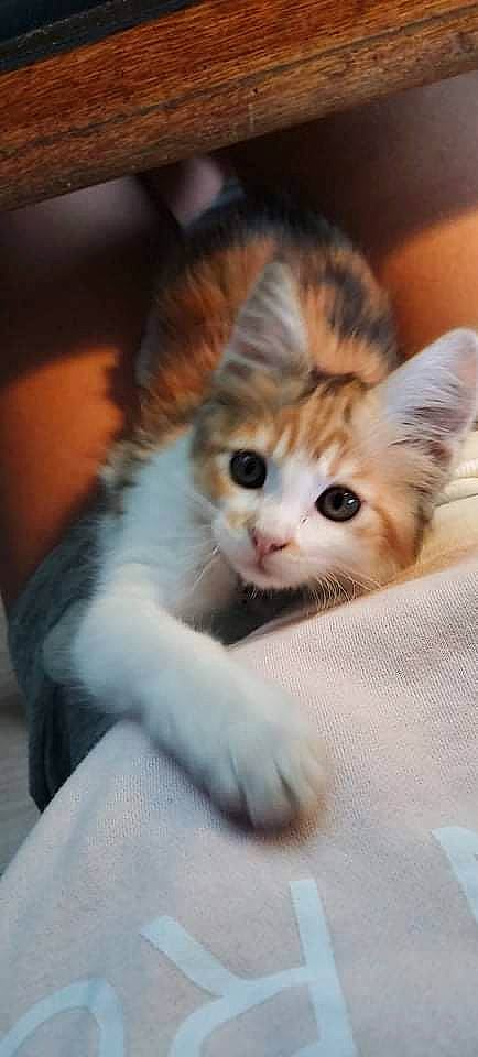 Chamallow participe au concours pour gagner de l'argent avec cette photo : carnivore, cat, claw, comfort, domestic_short_haired_cat, fawn, felidae, fur, mammal, paw, photo_caption, small_to_medium_sized_cats, snout, tail, whiskers