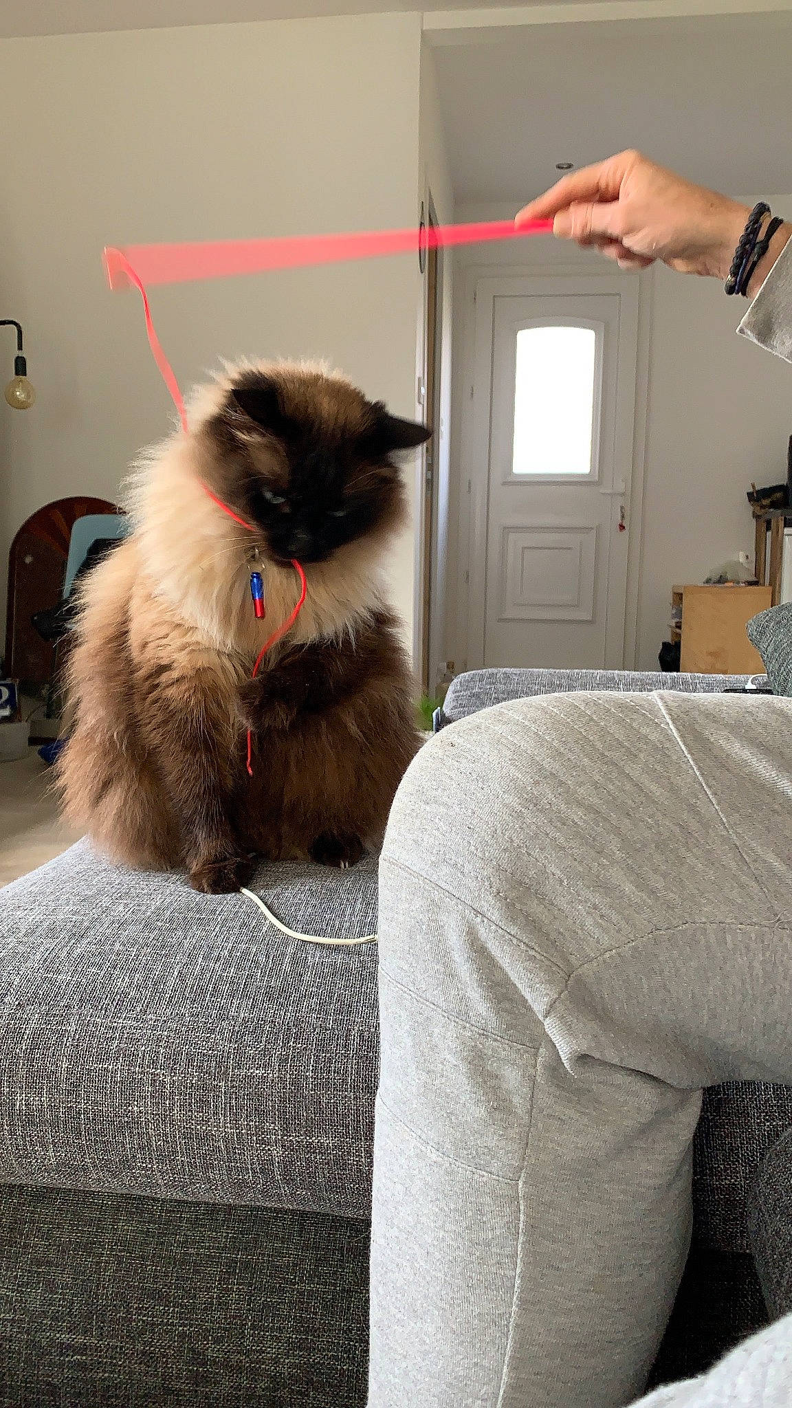 Ricola a rejoint le concours — aidez-le/la à gagner de superbes lots ! birman, box, british_longhair, carnivore, cat, comfort, fawn, felidae, flooring, fur, grey, linens, ragdoll, room, siamese, sitting, small_to_medium_sized_cats, tail, whiskers