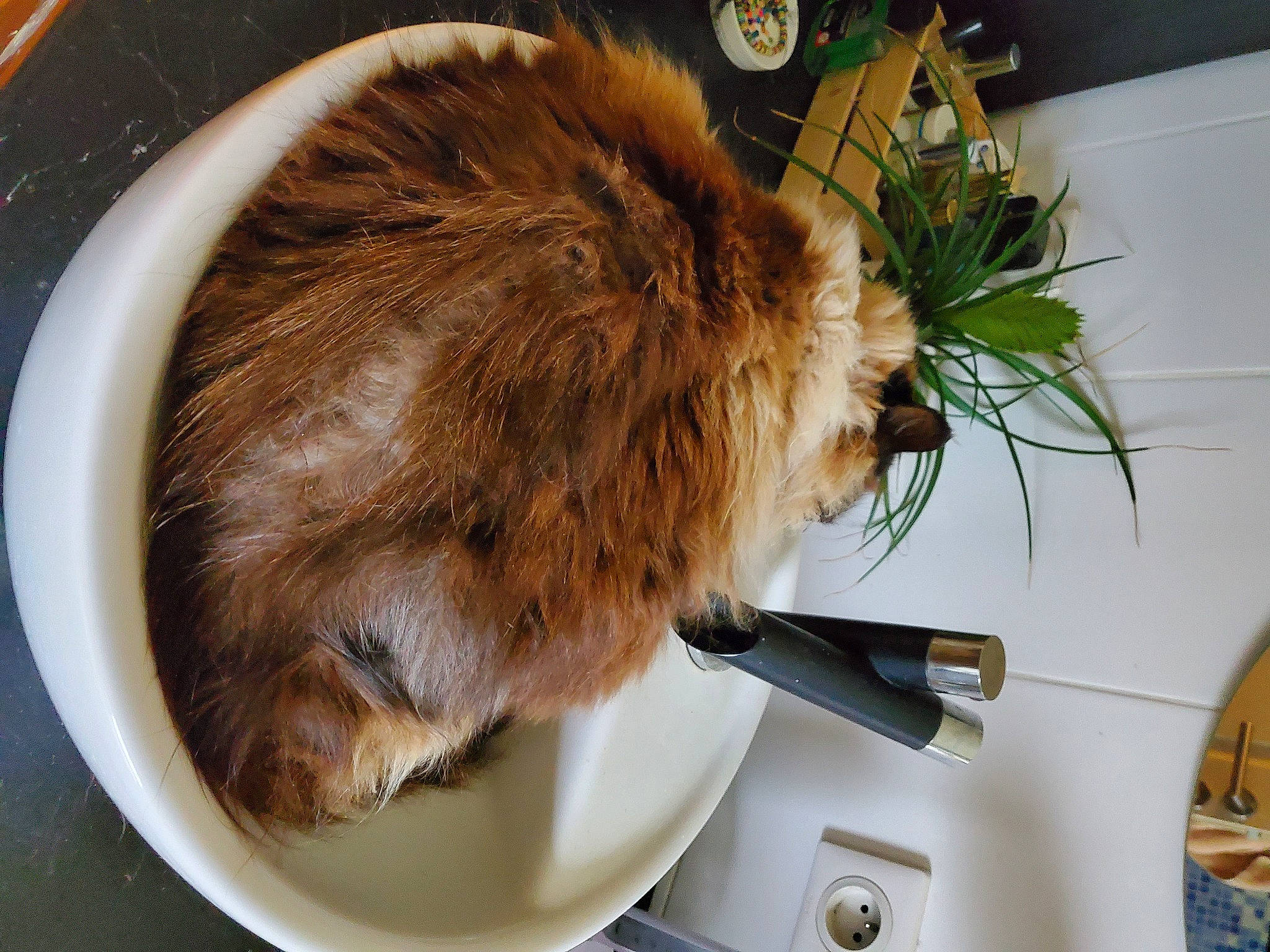 Ricola participe au concours pour gagner de l'argent avec cette photo : carnivore, cat, fawn, felidae, flowerpot, fur, houseplant, liver, natural_material, plant, room, small_to_medium_sized_cats, snout, tail, terrestrial_animal, whiskers