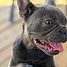 Duecè is registered to the contest to win money with this photo: animal, black_dog, blurred_background, canine, close_up, dog, ears, face, french_bulldog, happy, indoors, looking_at_camera, muzzle, pet, photography, portrait, short_hair, smiling, teeth, tongue
