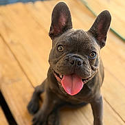 Duecè is registered to the contest to win money with this photo: animal, black_nose, brown_fur, close_up, cute, dog, ears, french_bulldog, happy, indoors, open_mouth, pet, photography, playful, portrait, short_fur, sitting, sunlight, tongue, wooden_floor