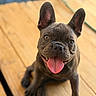 animal, black_nose, brown_fur, close_up, cute, dog, ears, french_bulldog, happy, indoors, open_mouth, pet, photography, playful, portrait, short_fur, sitting, sunlight, tongue, wooden_floor