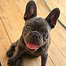 Duecè joined the competition — help win amazing prizes! animal, bat_ears, black_dog, brown_floor, close_up, dog, french_bulldog, happy, large_ears, outdoor, pet, playful, portrait, puppy, shorthaired, sitting, smiling, sunlight, tongue_out, wooden_deck