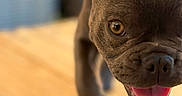 Duecè is registered to the contest to win money with this photo: animal, brown_fur, close_up, curious, dog, floppy_ears, happy, indoor, large_ears, open_mouth, pet, photography, pink_tongue, playful, portrait, puppy, shallow_depth_of_field, short_hair, warm_lighting, wooden_floor