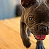 animal, brown_fur, close_up, curious, dog, floppy_ears, happy, indoor, large_ears, open_mouth, pet, photography, pink_tongue, playful, portrait, puppy, shallow_depth_of_field, short_hair, warm_lighting, wooden_floor