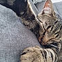 cat, tabby, sleeping, paw, closeup, fur, gray_couch, indoor, relaxation, pet, feline, whiskers, cozy, resting, animal, cute, peaceful, domestic, soft, nap