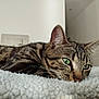 cat, tabby, green_eyes, close_up, indoor, relaxed, blanket, feline, pet, whiskers, ears, fur, lying_down, cozy, domestic_animal, animal, mammal, resting, soft_texture, contemplative