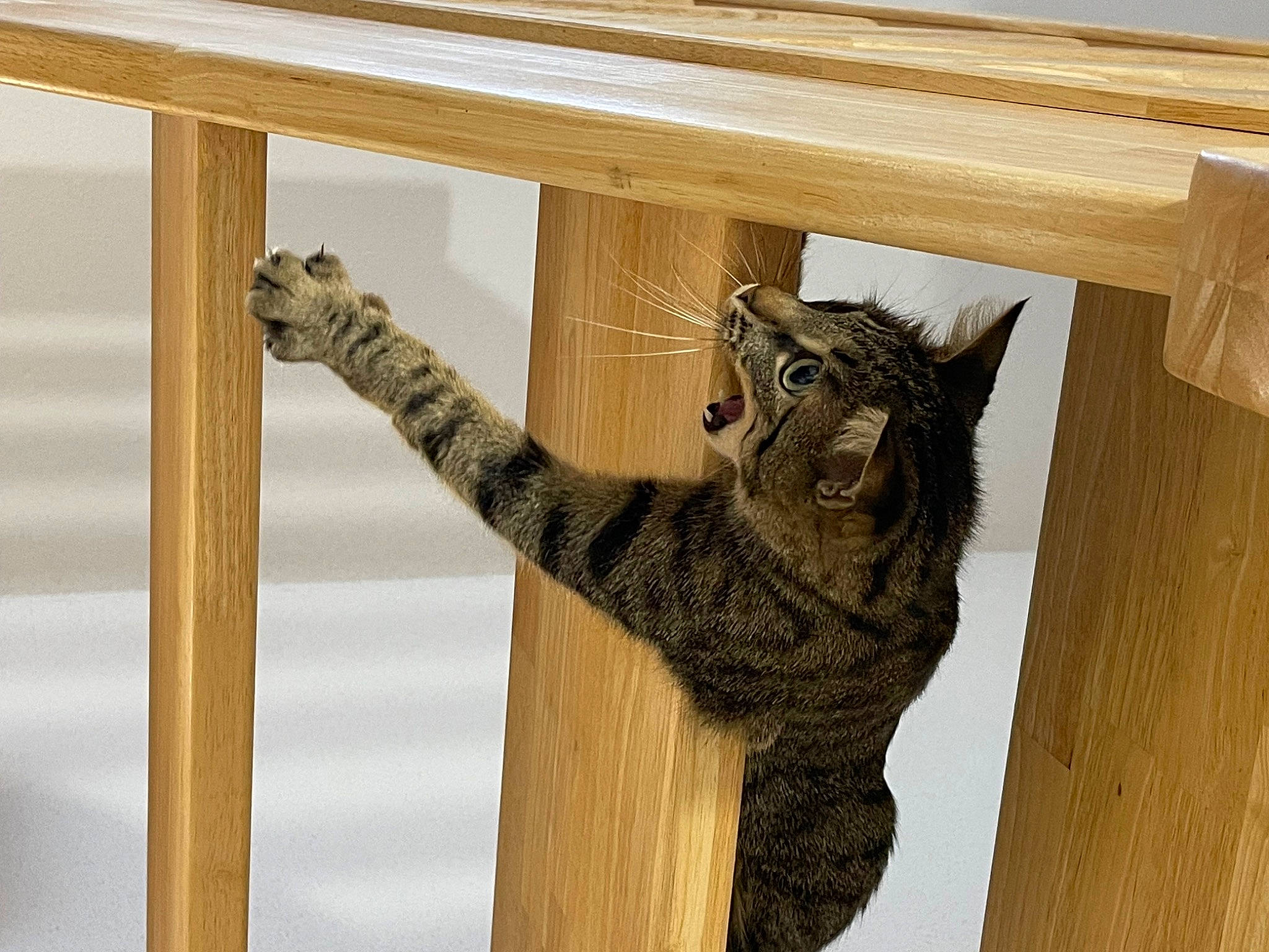 Molly a rejoint le concours — aidez-le/la à gagner de superbes lots ! carnivore, cat, domestic_short_haired_cat, fawn, felidae, fur, hardwood, natural_material, pattern, plank, room, shelf, small_to_medium_sized_cats, tail, terrestrial_animal, tree, whiskers, wildlife, wood, wood_stain