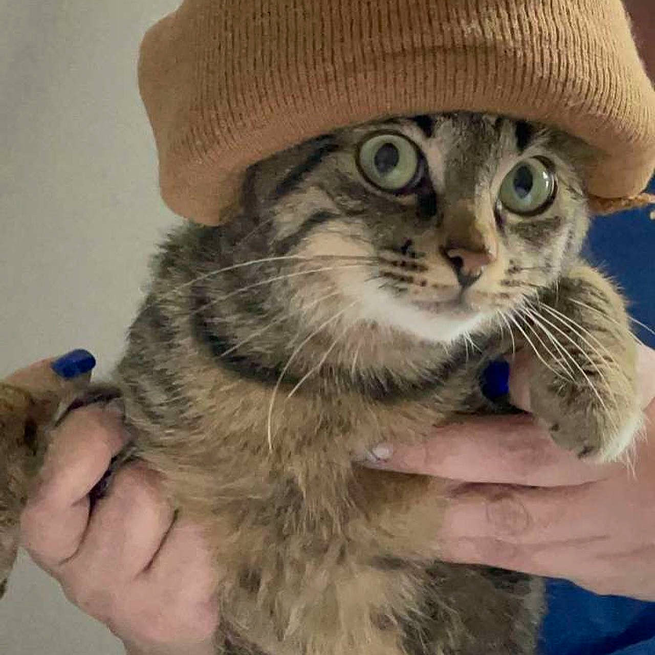 Molly a rejoint le concours — aidez-le/la à gagner de superbes lots ! cap, carnivore, cat, domestic_short_haired_cat, eyewear, fashion_accessory, felidae, finger, fur, gesture, glasses, hand, hat, head, nail, small_to_medium_sized_cats, snout, sun_hat, thumb, whiskers