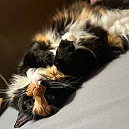 Pennywise joined the competition — help win amazing prizes! cat, calico, feline, pet, lying_down, upside_down, whiskers, fur, eyes, indoor, cozy, soft_surface, close_up, curious, relaxed, animal, cute, mammal, domestic, portrait
