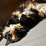 cat, calico, feline, pet, lying_down, upside_down, whiskers, fur, eyes, indoor, cozy, soft_surface, close_up, curious, relaxed, animal, cute, mammal, domestic, portrait