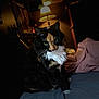 cat, calico, pet, bed, indoor, lamp, feline, fur, whiskers, green_eyes, dark, cozy, portrait, animal, mammal, cute, domestic, resting, household, soft_light