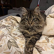 Ollie is registered to the contest to win money with this photo: bedding, bell_collar, blanket, cat, close_up, couch, cozy, eyes_focused, front_paws, green_eyes, indoor, living_room, long_hair, paws, pet, portrait, relaxed, soft_lighting, tabby, whiskers