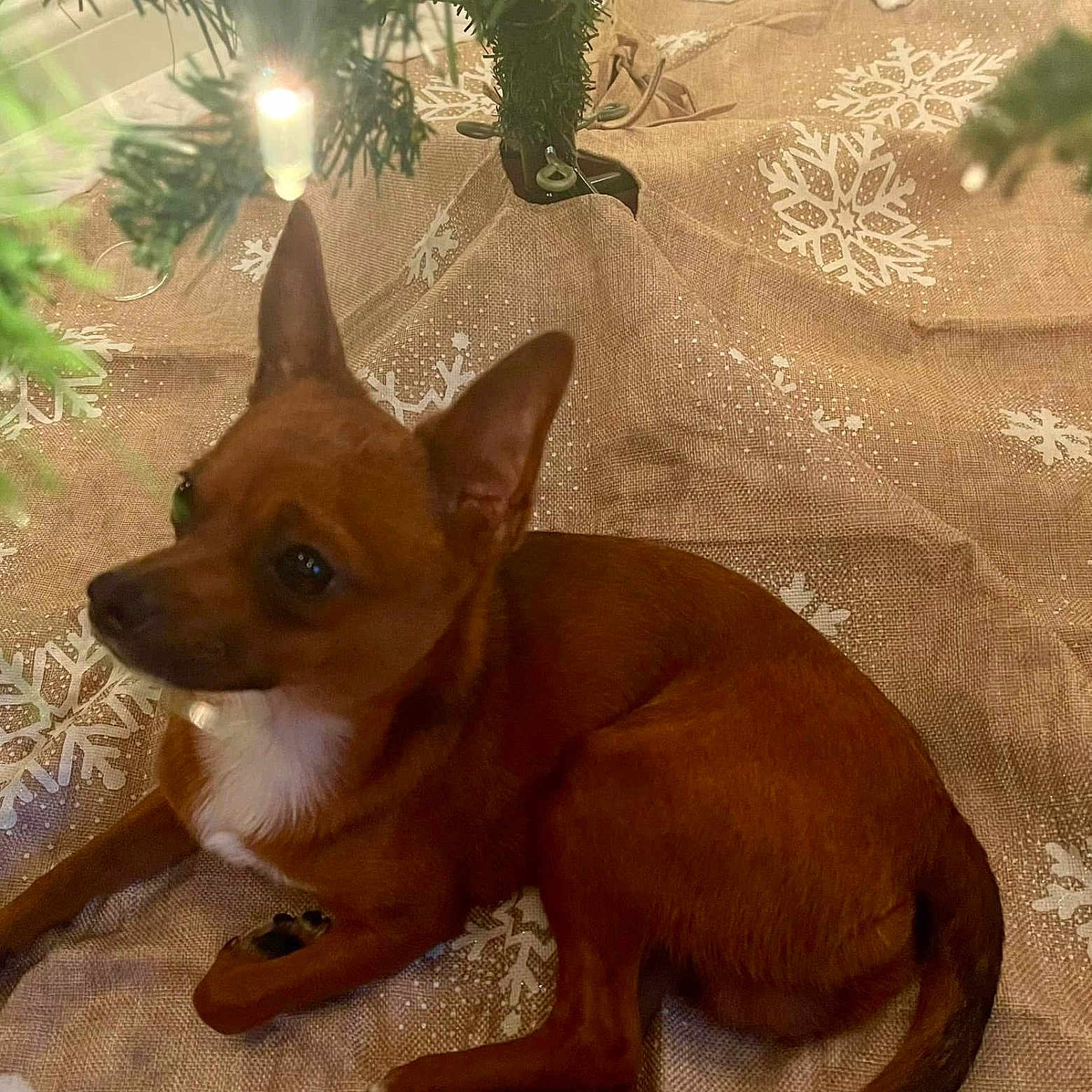 Teddy joined the competition — help win amazing prizes! animal, candle, canine, chihuahua, christmas, christmasdecorations, christmastree, conifer, dog, dogbed, festival, lighting, pet, plant, puppy, snout, tree, whitedog