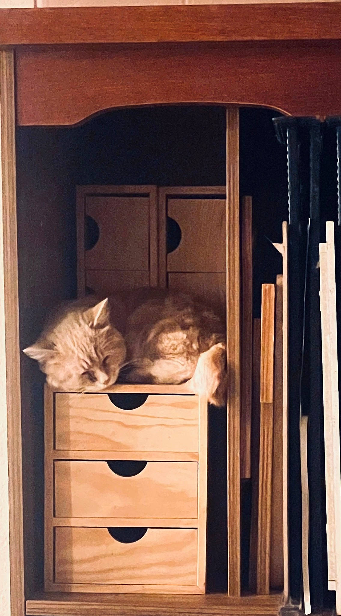 Nando a rejoint le concours — aidez-le/la à gagner de superbes lots ! black, bookcase, cabinetry, chest, chest_of_drawers, closet, comfort, cupboard, door, drawer, dresser, felidae, furniture, hardwood, shelf, shelving, tints_and_shades, wardrobe, wood, wood_stain