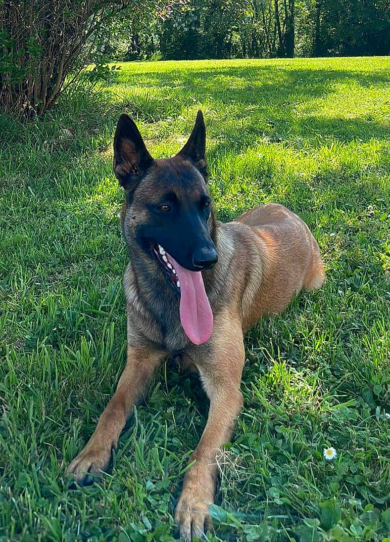 Saïka a rejoint le concours — aidez-le/la à gagner de superbes lots ! biting, canidae, carnivore, collar, companion_dog, dog, dog_breed, dog_supply, east_european_shepherd, fawn, german_shepherd_dog, grass, herding_dog, old_german_shepherd_dog, plant, snout, sporting_group, tail, tree, working_animal