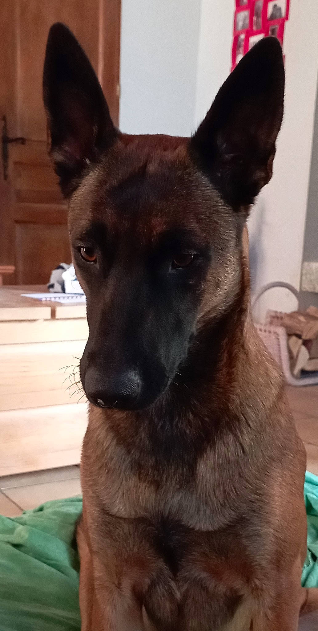 Saïka a rejoint le concours — aidez-le/la à gagner de superbes lots ! ancient_dog_breeds, canidae, carnivore, collar, companion_dog, dog, dog_breed, ear, fawn, fur, herding_dog, jaw, non_sporting_group, old_german_shepherd_dog, snout, sporting_group, terrestrial_animal, whiskers, working_animal, working_dog