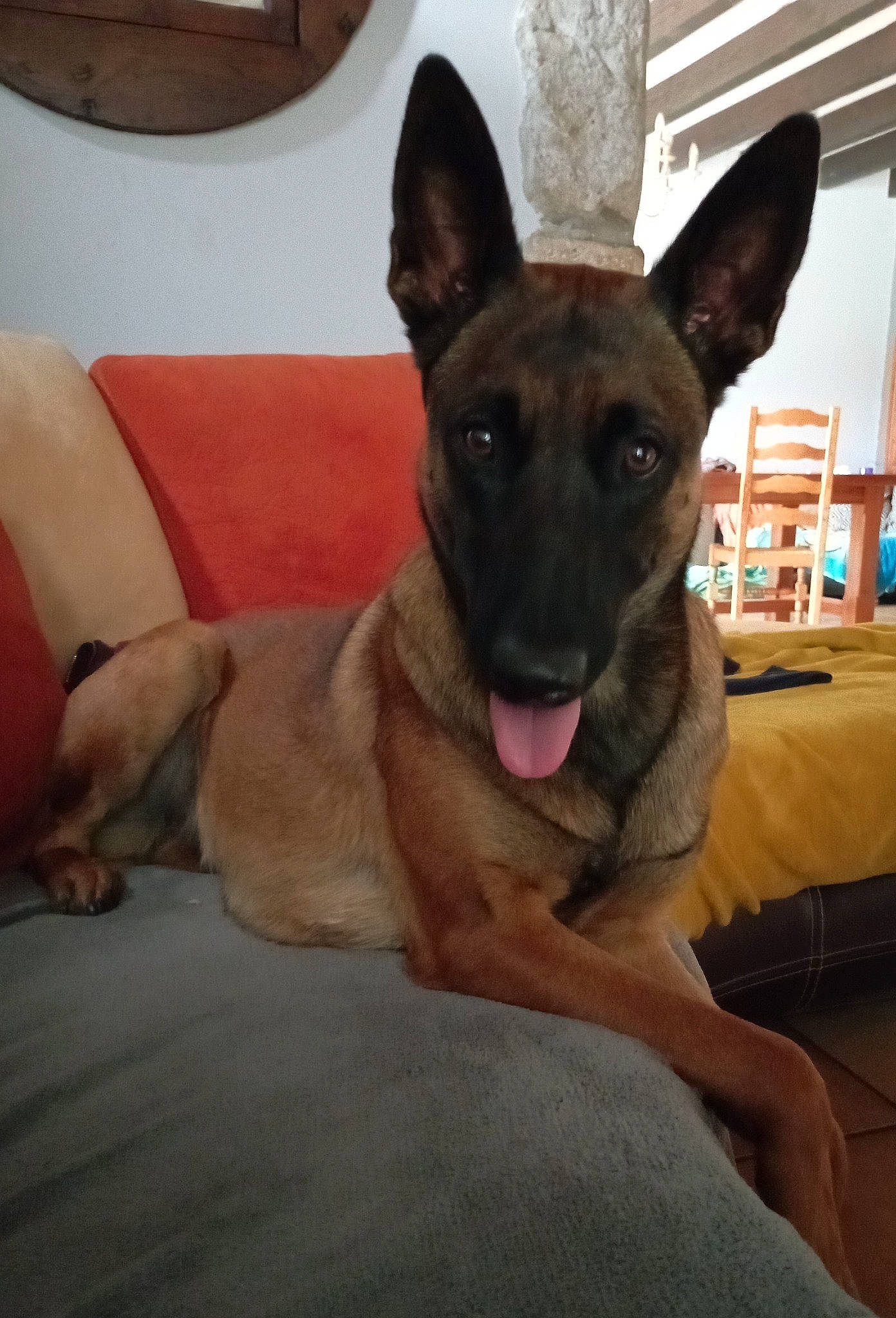 Saïka participe au concours pour gagner de l'argent avec cette photo : belgian_shepherd_malinois, canidae, carnivore, comfort, companion_dog, dog, dog_breed, east_european_shepherd, fawn, german_shepherd_dog, guard_dog, herding_dog, old_german_shepherd_dog, shelf, snout, sporting_group, terrestrial_animal, wood, working_animal, working_dog