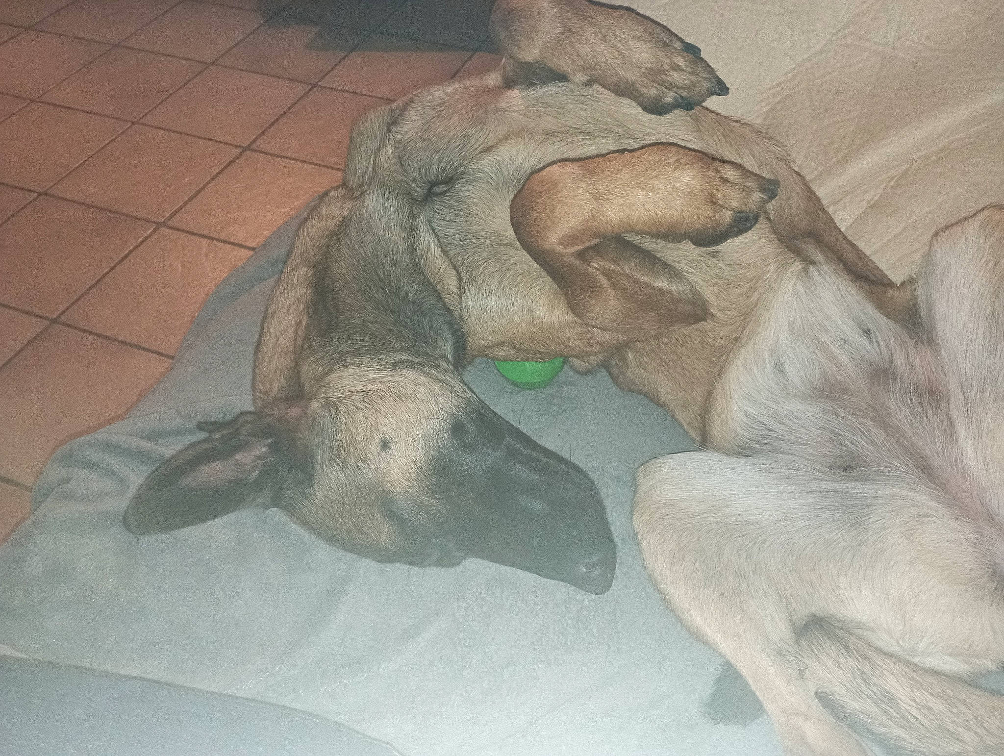 Saïka a rejoint le concours — aidez-le/la à gagner de superbes lots ! art, canidae, comfort, dog_breed, drawing, fawn, felidae, figure_drawing, gesture, grey, linens, nap, painting, snout, sporting_group, tail, terrestrial_animal, visual_arts, wildlife, working_animal