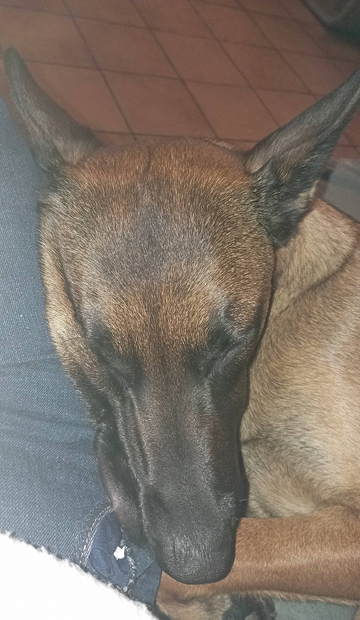 Saïka participe au concours pour gagner de l'argent avec cette photo : canidae, carnivore, dog, dog_breed, eye, fawn, fur, snout, sporting_group, terrestrial_animal, whiskers, wildlife, window