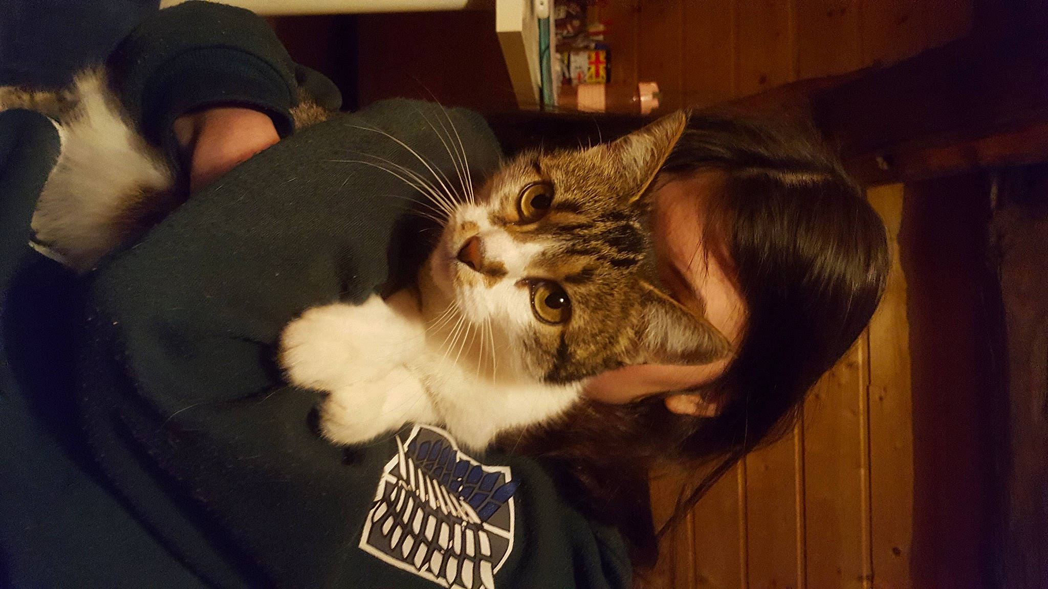 Lazy participe au concours pour gagner de l'argent avec cette photo : beard, carnivore, cat, claw, comfort, domestic_short_haired_cat, ear, facial_hair, felidae, fur, gesture, lap, paw, plant, small_to_medium_sized_cats, snout, tail, whiskers, window, wood