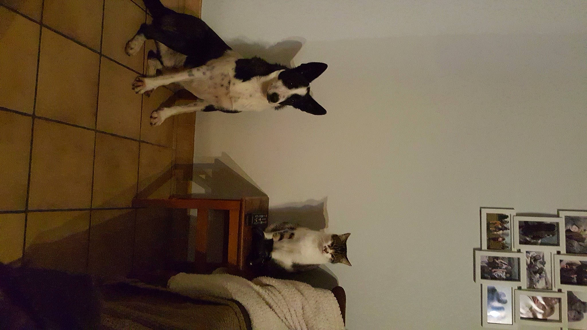 Lazy participe au concours pour gagner de l'argent avec cette photo : canidae, carnivore, comfort, companion_dog, dog, fawn, felidae, fur, grey, interior_design, mammal, photograph, picture_frame, shelf, small_to_medium_sized_cats, tail, vertebrate, wall, whiskers, white