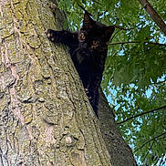 Pepper is registered to the contest to win money with this photo: black_cat, cat, tree, bark, climbing, nature, green_leaves, outdoor, animal, wildlife, curious, alert, feline, sky, branch, daylight, forest, moss, close_up, adventure