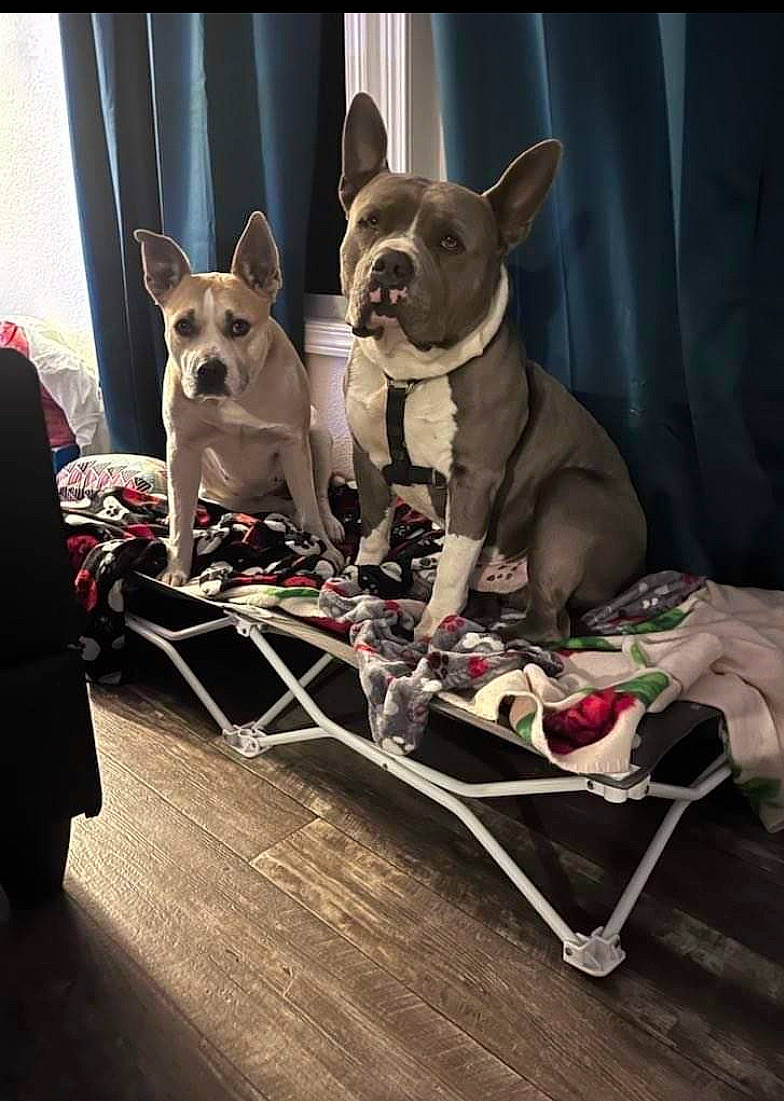 Blue joined the competition — help win amazing prizes! ancient_dog_breeds, bowl, canidae, carnivore, collar, companion_dog, curtain, dog, dog_breed, dog_supply, fawn, flooring, leash, non_sporting_group, pet_supply, snout, sporting_group, toy_dog, whiskers, working_animal