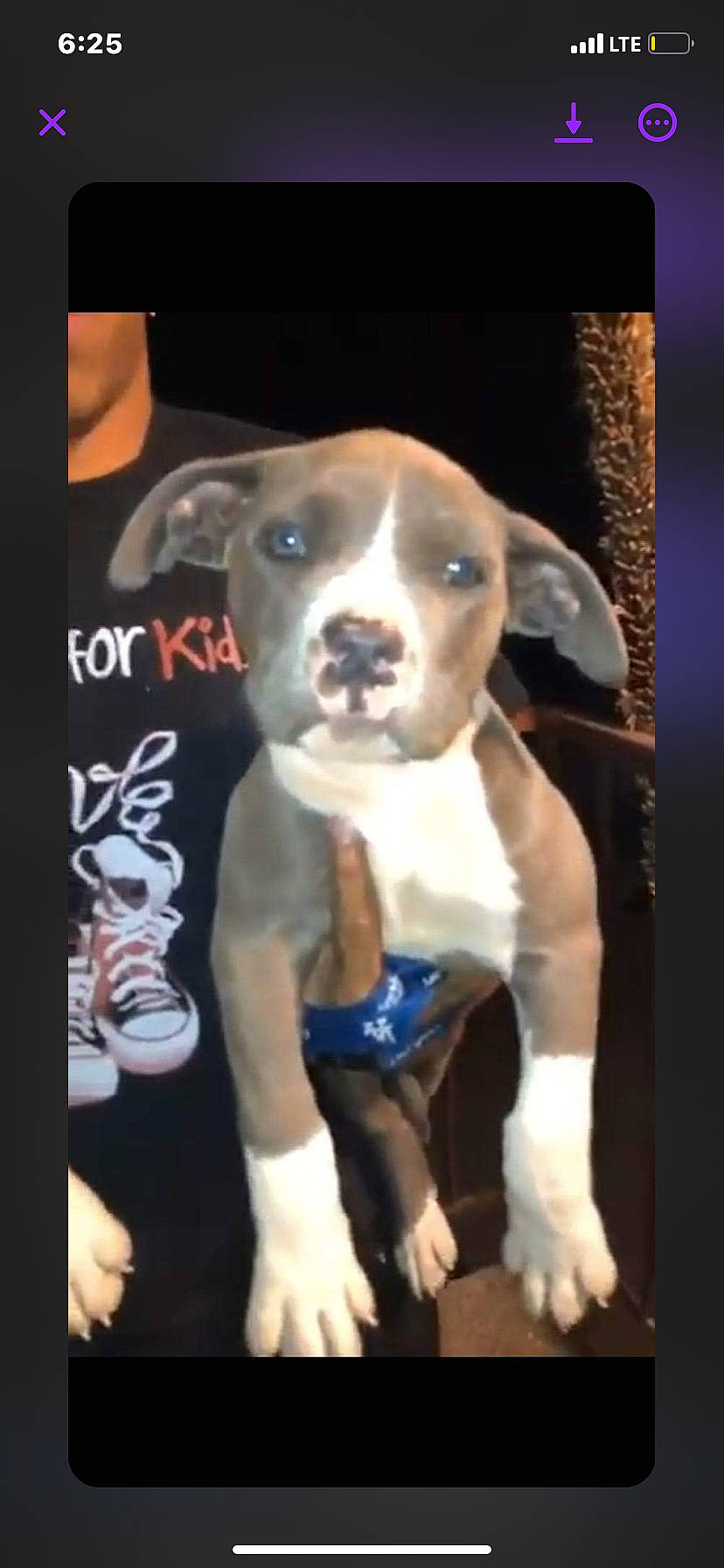 Blue joined the competition — help win amazing prizes! advertising, ancient_dog_breeds, art, canidae, carnivore, collar, companion_dog, dog, dog_breed, dog_collar, fawn, non_sporting_group, painting, pet_supply, photo_caption, snout, sporting_group, toy_dog, whiskers, working_animal