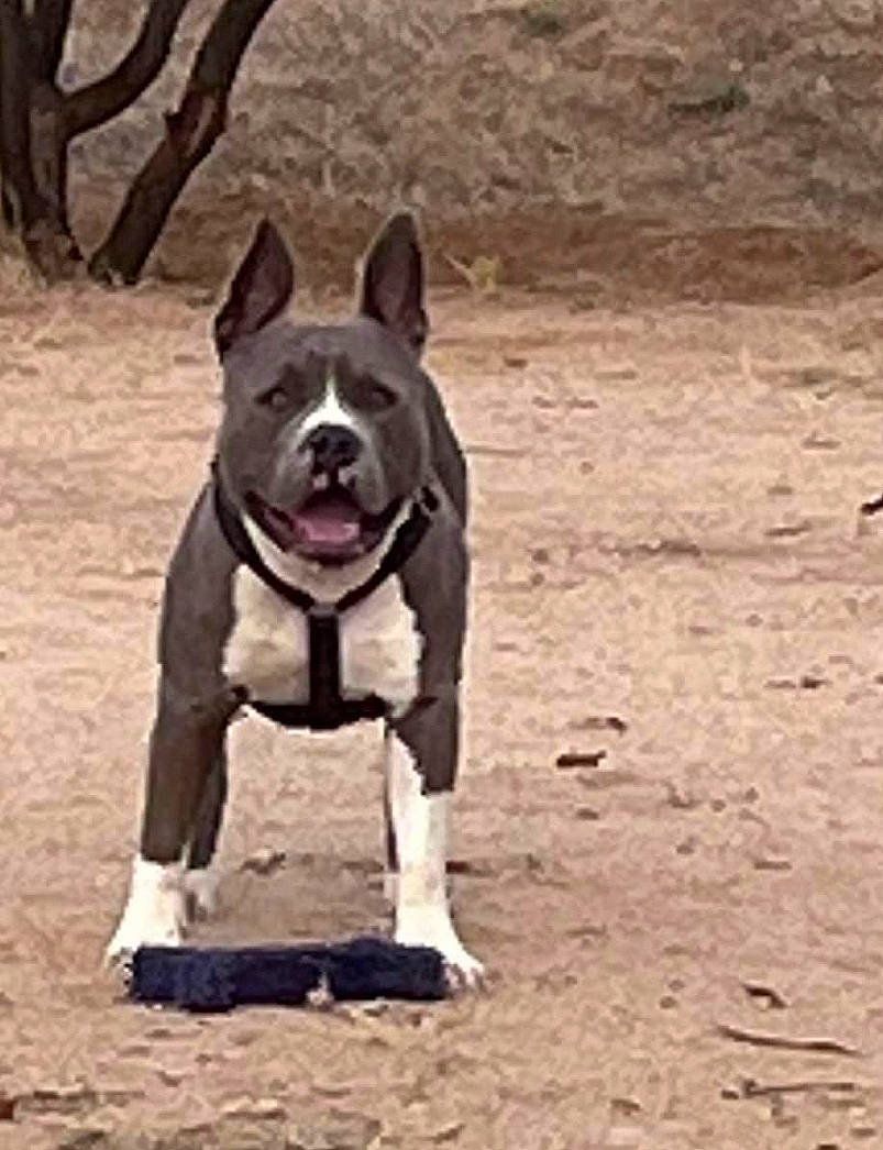 Blue is registered to the contest to win money with this photo: ancient_dog_breeds, bulldog, canidae, carnivore, companion_dog, dog, dog_breed, fawn, non_sporting_group, snout, soil, sporting_group, tail, terrestrial_animal, working_animal, working_dog