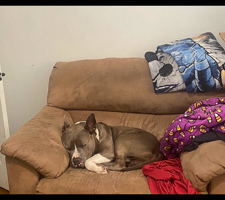 Blue is registered to the contest to win money with this photo: bedding, brown, carnivore, comfort, companion_dog, couch, dog, dog_breed, fawn, linens, living_room, nap, pillow, room, sofa_bed, studio_couch, throw_pillow, tints_and_shades, toy_dog, working_animal