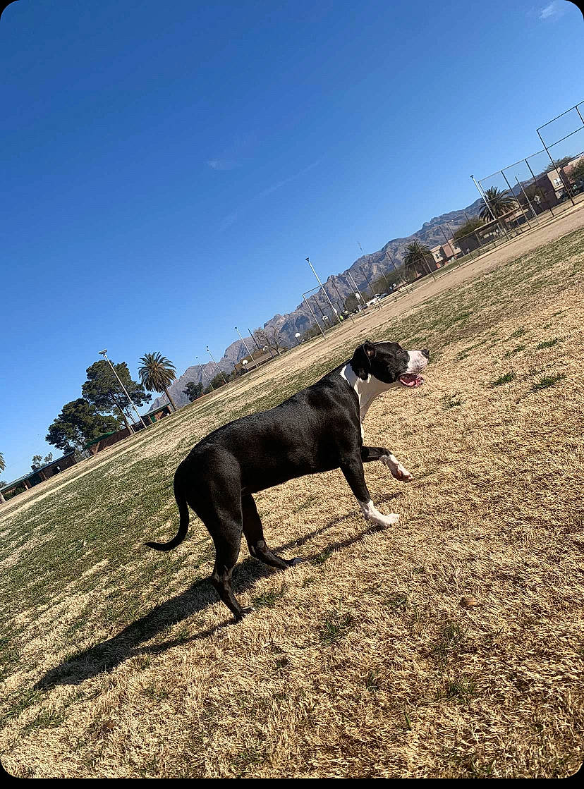 Jara joined the competition — help win amazing prizes! canidae, carnivore, collar, dog, dog_breed, grass, grassland, horizon, landscape, pasture, shadow, sky, slope, soil, sporting_group, tail, terrestrial_animal, tints_and_shades, tree, working_animal