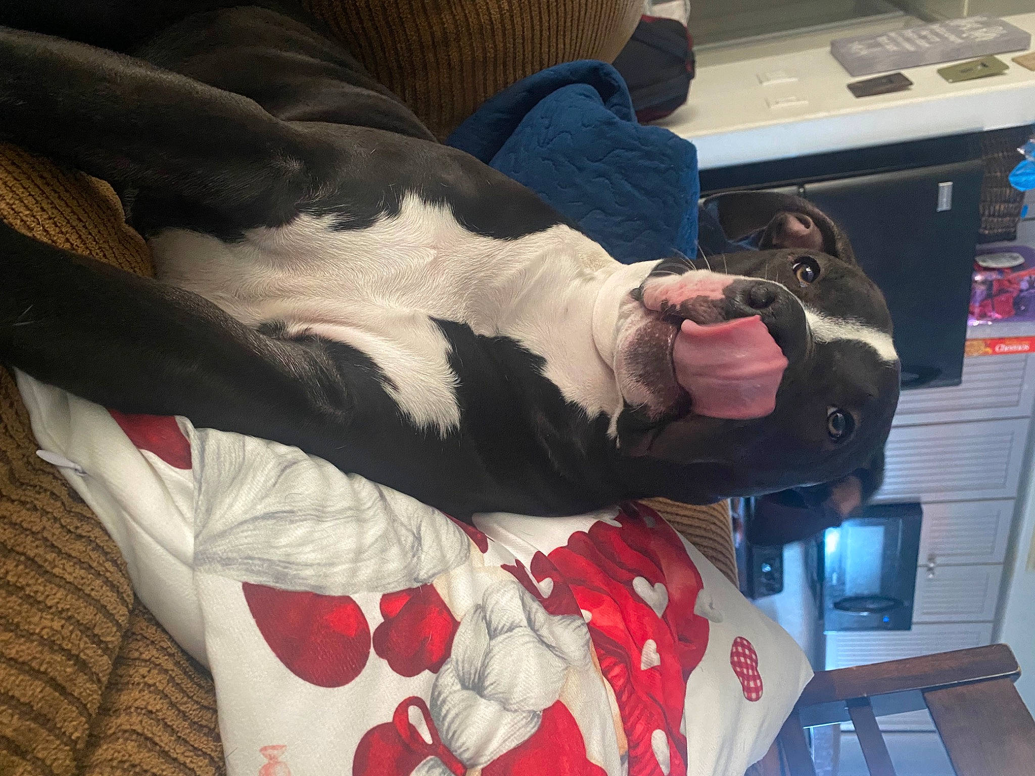 Jara is registered to the contest to win money with this photo: carmine, carnivore, comfort, companion_dog, couch, dog, dog_breed, elbow, finger, foot, fur, human_leg, knee, lap, leg, linens, nail, sporting_group, thigh, wrist