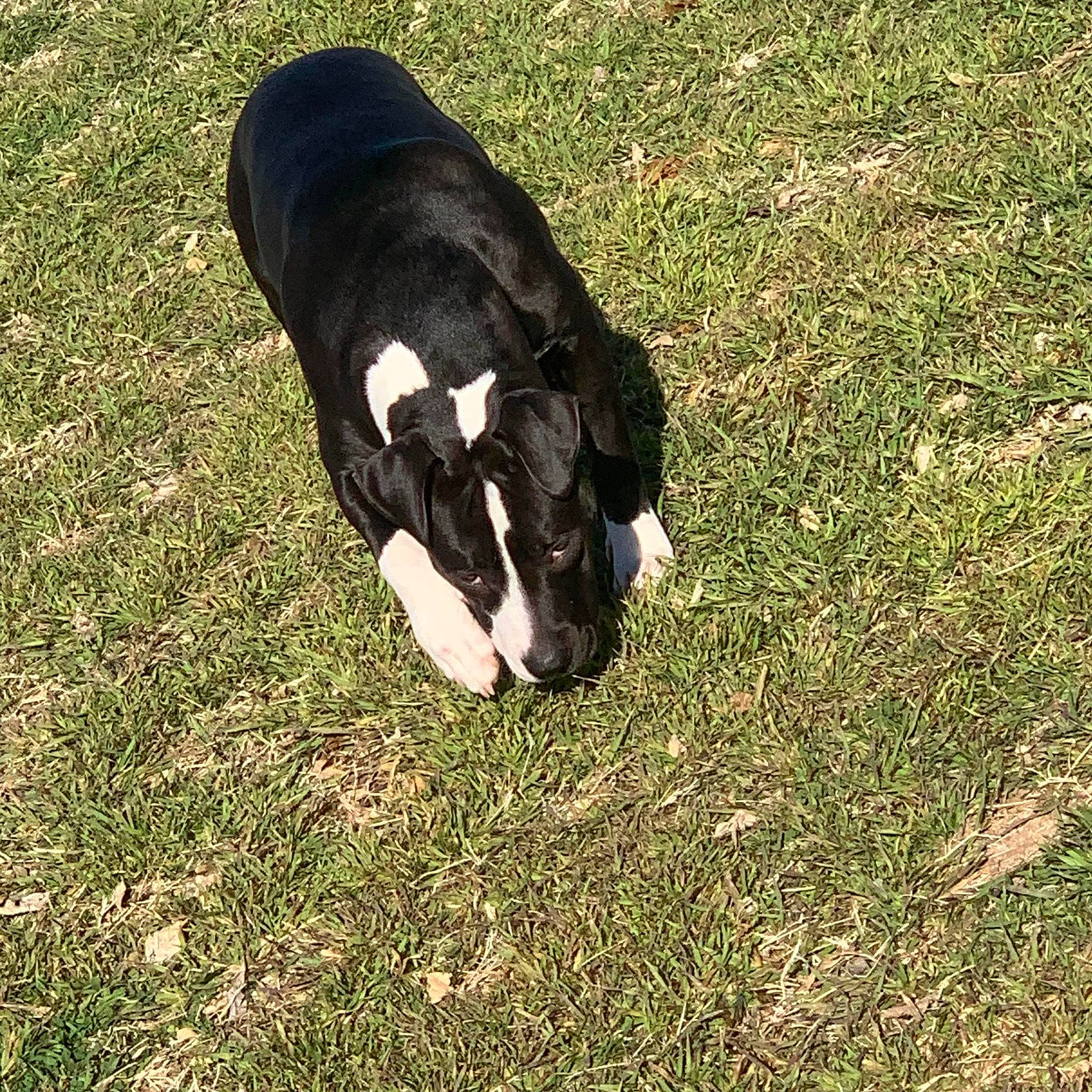 Jara is registered to the contest to win money with this photo: canidae, carnivore, companion_dog, dog, dog_breed, foot, fur, grass, grassland, grazing, human_leg, pasture, people_in_nature, snout, soil, sporting_group, tail, terrestrial_animal, tints_and_shades, working_animal