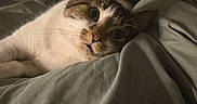 Ashoka is registered to the contest to win money with this photo: cat, feline, pet, animal, tabby, white_fur, brown_fur, bed, blanket, bedding, bedroom, indoors, cozy, lying_down, resting, close_up, whiskers, ears, wide_eyes, portrait