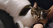 Ashoka is registered to the contest to win money with this photo: animal, arm, black_and_white, bracelet, cat, cuddling, ears, feline, indoor, lap, paws, person, pet, relaxed, sleeping, sleepy, striped_fur, tabby_cat, whiskers, white_cat