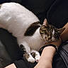 Ashoka is registered to the contest to win money with this photo: cat, tabby_cat, white_cat, sleeping, sleepy, relaxed, cuddling, pet, animal, feline, whiskers, ears, paws, striped_fur, black_and_white, person, arm, lap, bracelet, indoor
