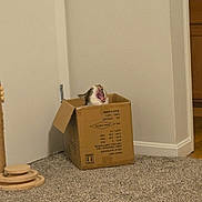 Ashoka joined the competition — help win amazing prizes! cat, yawning, cardboard_box, indoors, home, carpet, hallway, white_wall, brown_box, pet, feline, open_mouth, funny, surprised, sitting, cozy, floor, scratching_toy, domestic_cat, portrait