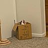 cat, yawning, cardboard_box, indoors, home, carpet, hallway, white_wall, brown_box, pet, feline, open_mouth, funny, surprised, sitting, cozy, floor, scratching_toy, domestic_cat, portrait