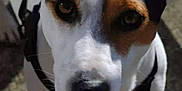 Quicky participe au concours pour gagner de l'argent avec cette photo : dog, animal, pet, white, brown, ears, eyes, face, leash, outdoor, pavement, shadow, curious, closeup, canine, fur, snout, walking, daylight, portrait