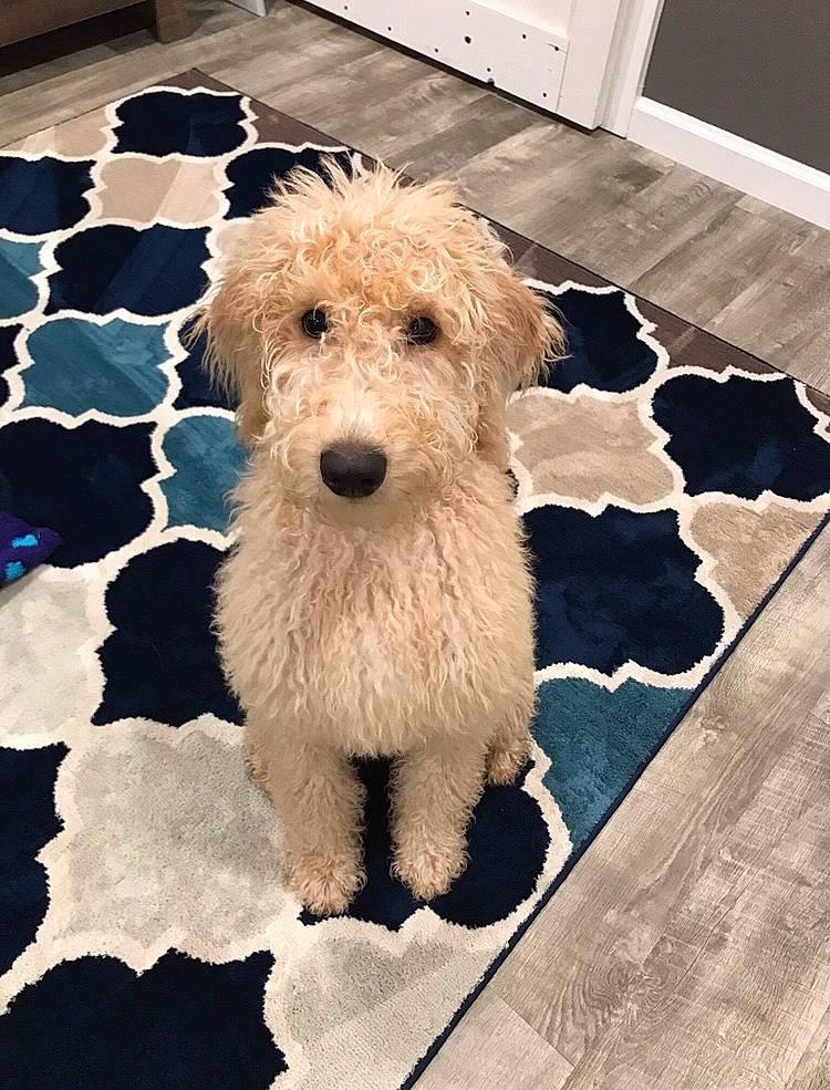 Cooper Walker joined the competition — help win amazing prizes! briquet_griffon_vendeen, canidae, carnivore, companion_dog, dog, dog_breed, dutch_smoushond, glen_of_imaal_terrier, goldendoodle, irish_soft_coated_wheaten_terrier, labradoodle, mammal, poodle_crossbreed, puppy, rare_breed_dog, schnoodle, sporting_group, sporting_lucas_terrier, terrier, vertebrate