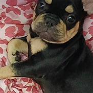 Hercules joined the competition — help win amazing prizes! dog, puppy, black_and_tan, close_up, blanket, patterned_blanket, lying_down, cute, pet, animal, fur, snout, ears, eyes, indoors, resting, cozy, soft_texture, looking_at_camera, companion