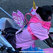 Miss Paisley joined the competition — help win amazing prizes! dog, black_dog, small_dog, unicorn_costume, pink_clothing, wings, golden_horn, stroller, leash, sidewalk, curious, pet, animal, outdoor, costume, cute, tongue_out, walking, mesh, street