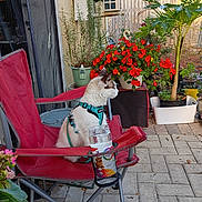 Cooshee is registered to the contest to win money with this photo: cat, feline, harness, red_chair, camping_chair, potted_flowers, red_flowers, pots, patio, outdoor, garden, wooden_fence, paving_stones, jar, cup_holder, plant, greenery, sitting, side_profile, pet
