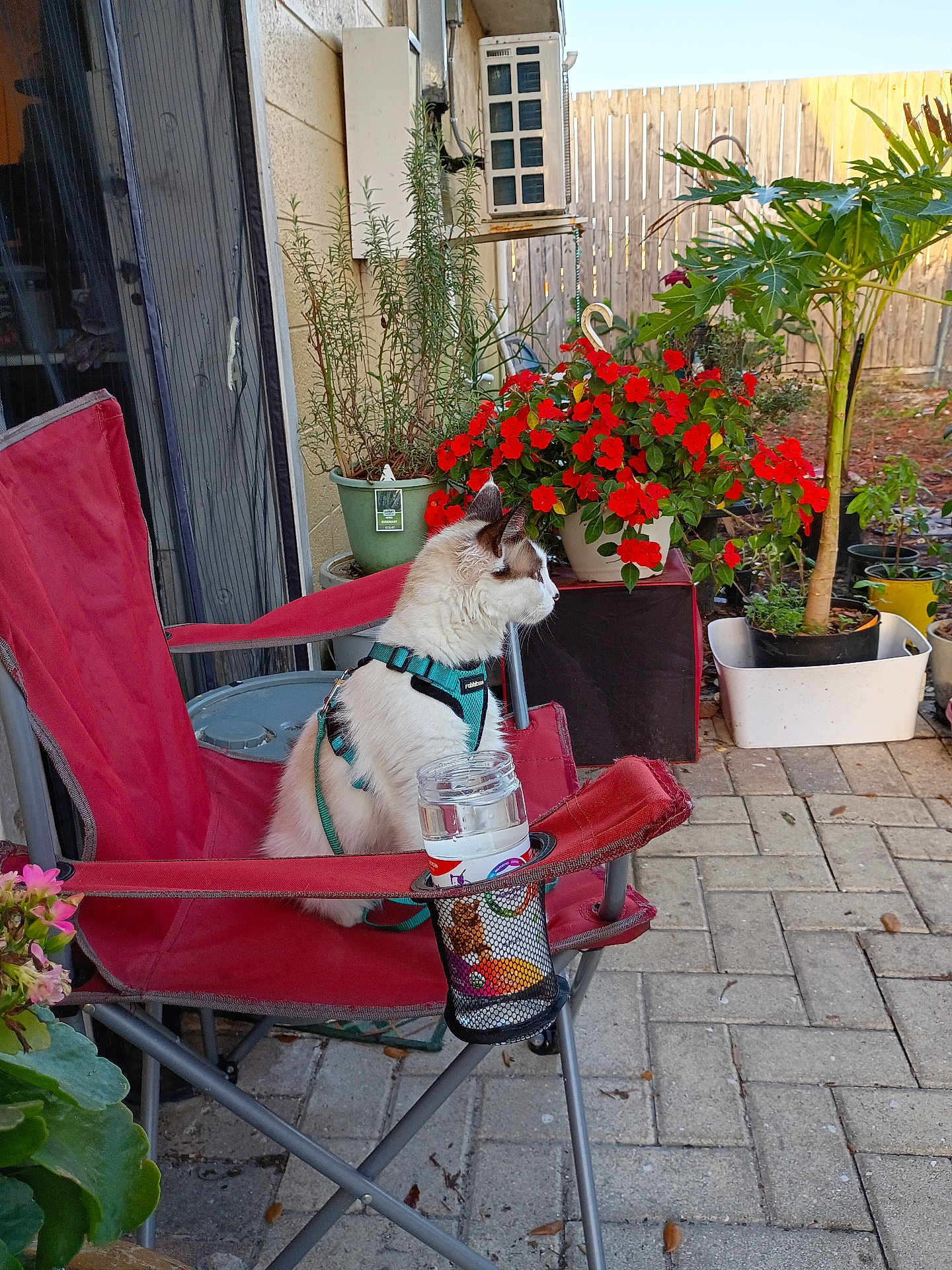 Cooshee is registered to the contest to win money with this photo: cat, feline, harness, red_chair, camping_chair, potted_flowers, red_flowers, pots, patio, outdoor, garden, wooden_fence, paving_stones, jar, cup_holder, plant, greenery, sitting, side_profile, pet