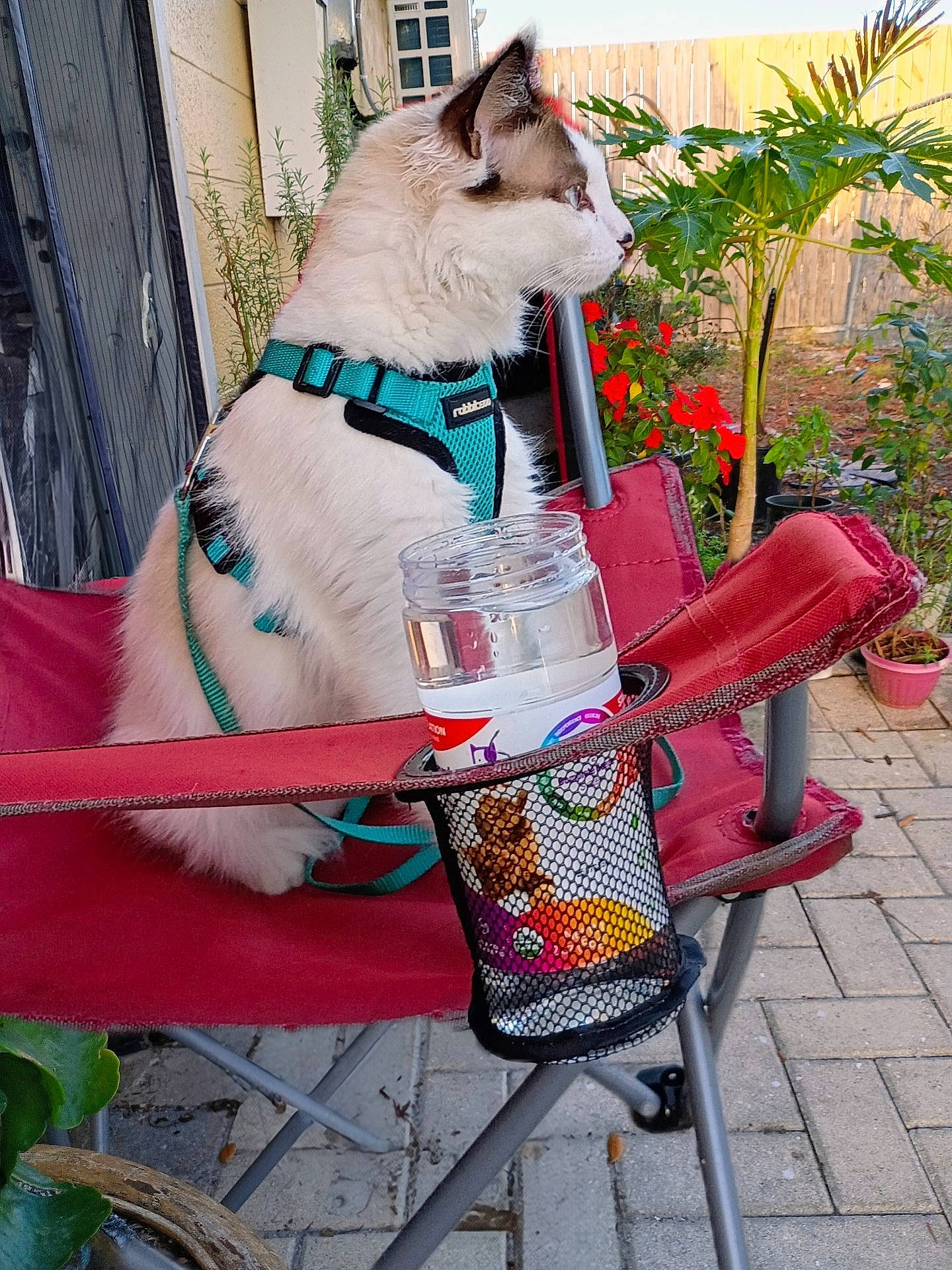 Cooshee is registered to the contest to win money with this photo: blue_harness, cat, cup_holder, fluffy_fur, folding_chair, greenery, jar, leash, outdoor, patio, paving_stones, pet_cat, potted_plant, red_chair, red_flowers, relaxed, side_profile, water_bottle, white_cat, wooden_fence