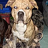 dog, brindle, pet, animal, blanket, indoor, flash, reflection, sitting, canine, fur, paw, snout, ears, nostrils, expression, household, container, fabric, comfort