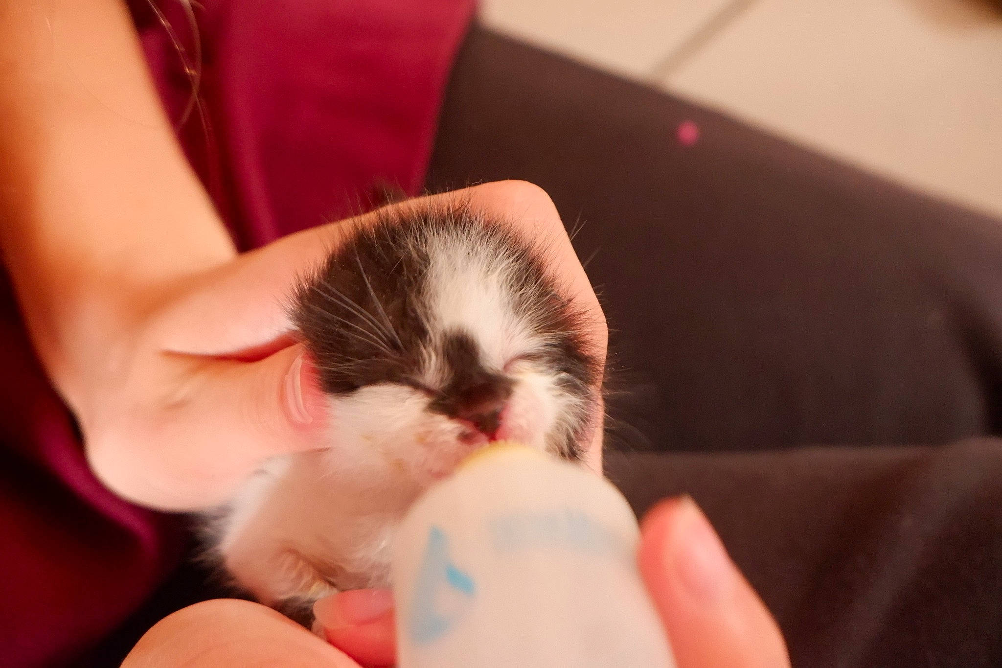 Maki participe au concours pour gagner de l'argent avec cette photo : carnivore, cat, child, claw, ear, felidae, finger, fur, hand, kitten, nail, norwegian_forest_cat, skin, small_to_medium_sized_cats, whiskers
