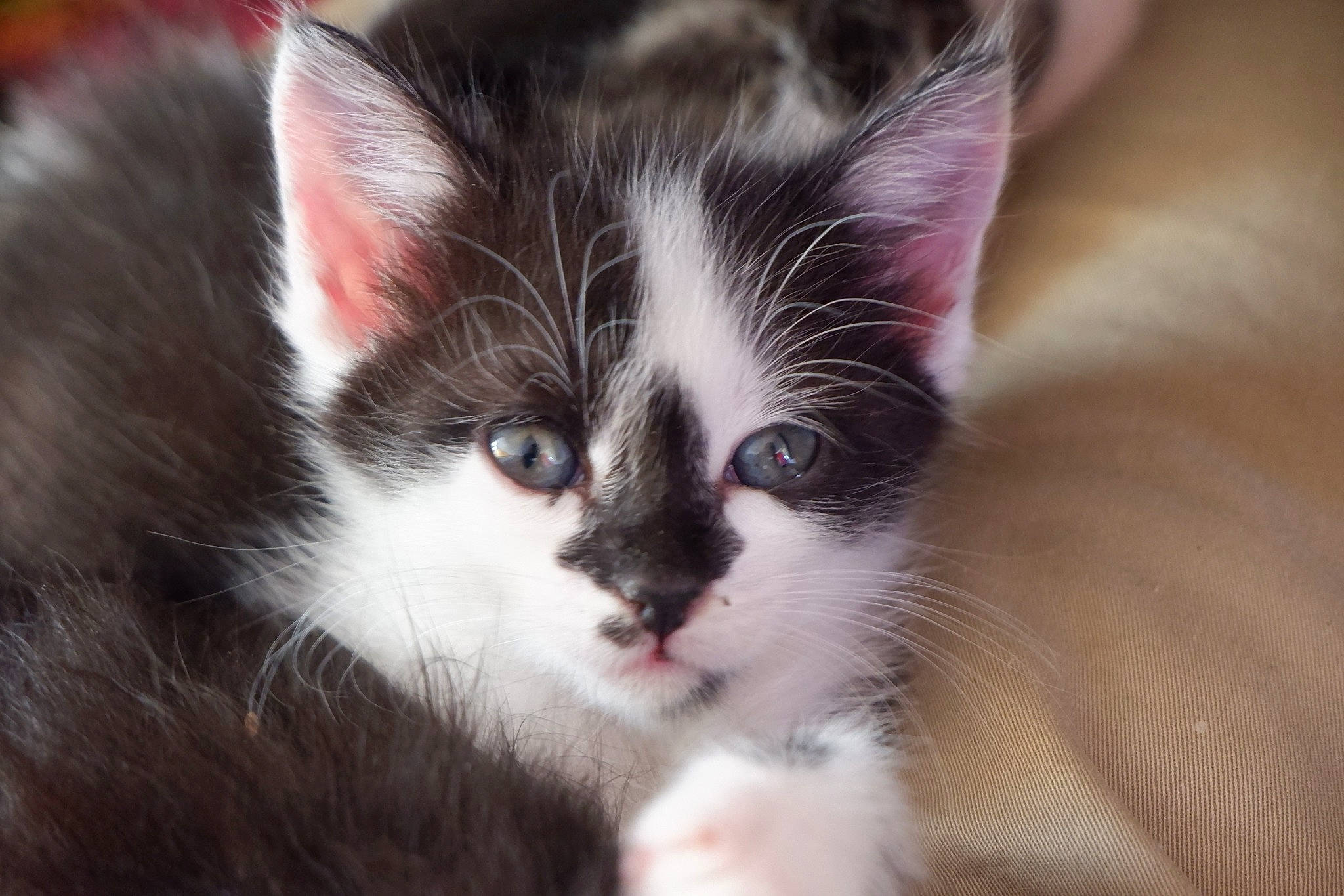 Maki a rejoint le concours — aidez-le/la à gagner de superbes lots ! carnivore, cat, domestic_long_haired_cat, domestic_short_haired_cat, ear, eye, felidae, fur, iris, kitten, mammal, munchkin, norwegian_forest_cat, polydactyl_cat, small_to_medium_sized_cats, snout, turkish_angora, vertebrate, whiskers