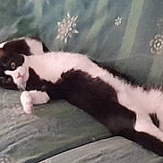 Sebastian is registered to the contest to win money with this photo: cat, black_and_white, pet, animal, feline, sleeping, lying_down, stretched_out, relaxed, couch, sofa, indoors, home, patterned_fabric, paws, whiskers, fur, portrait, resting, funny_pose